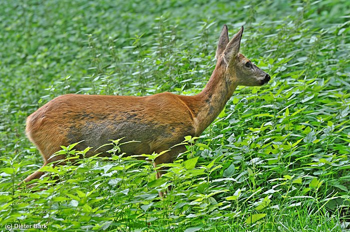 004 Haarwechsel September